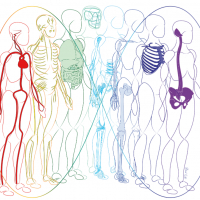 Illustration de salah taleb ostéo